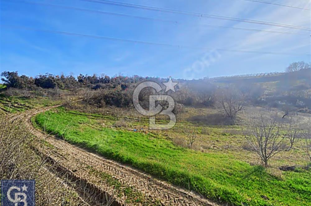 SATILIK! 5 DÖNÜM YOLA CEPHELİ MEYVE BAHÇESİ