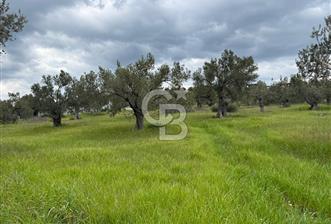 İzmir Aliağa AşağıŞakranda Denize Yakın İmarlı Satılık Arsa CBPH - 6 - 342145