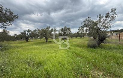 İzmir Aliağa AşağıŞakranda Denize Yakın İmarlı Satılık Arsa CBPH