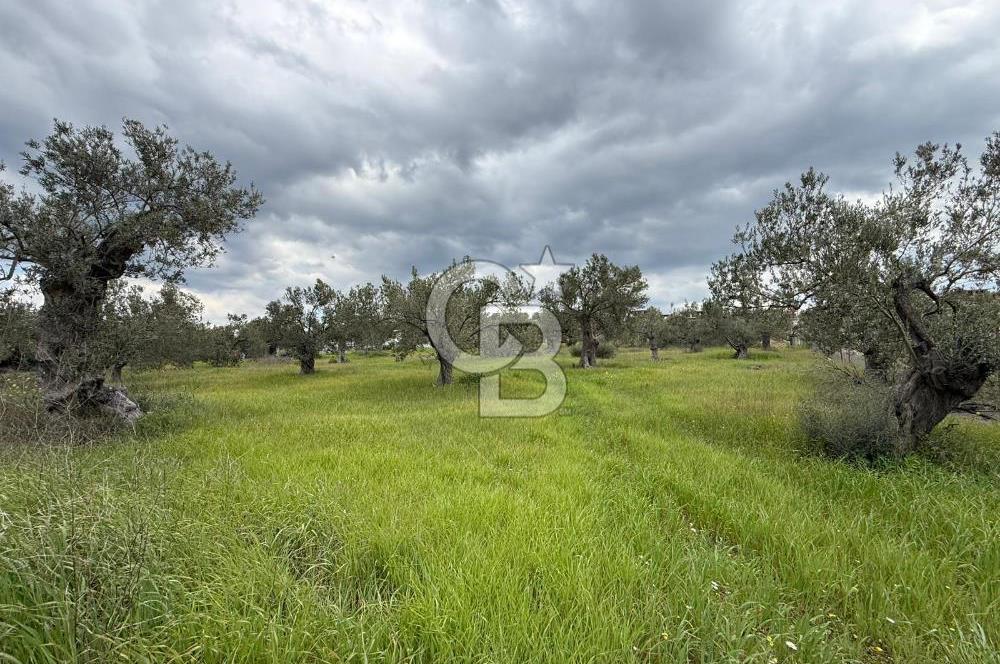 İzmir Aliağa AşağıŞakranda Denize Yakın İmarlı Satılık Arsa CBPH