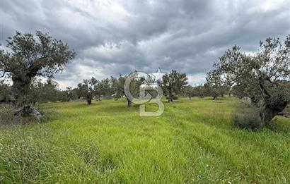 İzmir Aliağa AşağıŞakranda Denize Yakın İmarlı Satılık Arsa CBPH
