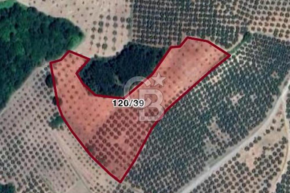 MUDANYA YAMAN MH.'NDE SATILIK 14.885 M2 ZEYTİNLİK