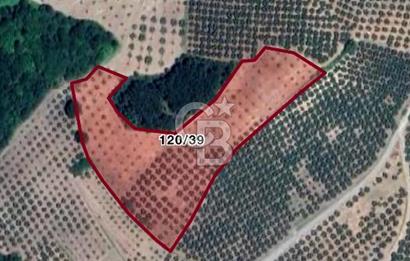 MUDANYA YAMAN MH.'NDE SATILIK 14.885 M2 ZEYTİNLİK