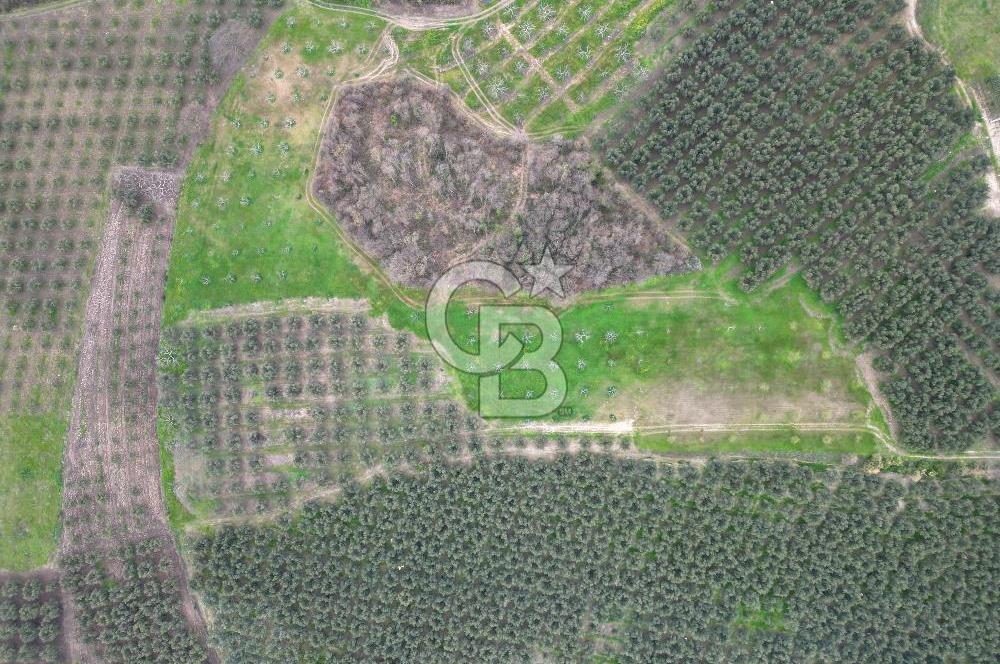 MUDANYA YAMAN MH.'NDE SATILIK 14.885 M2 ZEYTİNLİK