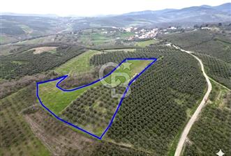 MUDANYA YAMAN MH.'NDE SATILIK 14.885 M2 ZEYTİNLİK - 1 - 342298