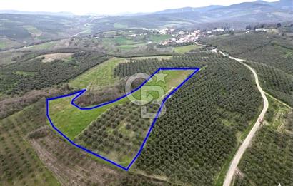 MUDANYA YAMAN MH.'NDE SATILIK 14.885 M2 ZEYTİNLİK