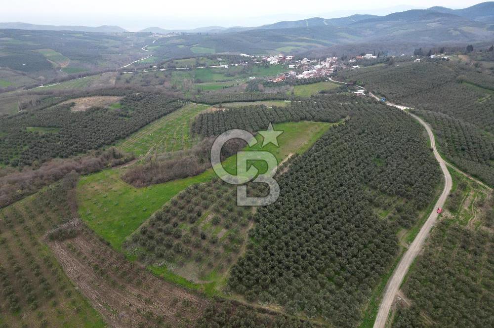 MUDANYA YAMAN MH.'NDE SATILIK 14.885 M2 ZEYTİNLİK