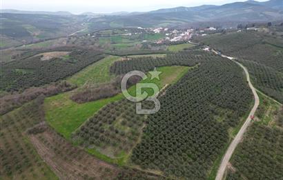 MUDANYA YAMAN MH.'NDE SATILIK 14.885 M2 ZEYTİNLİK