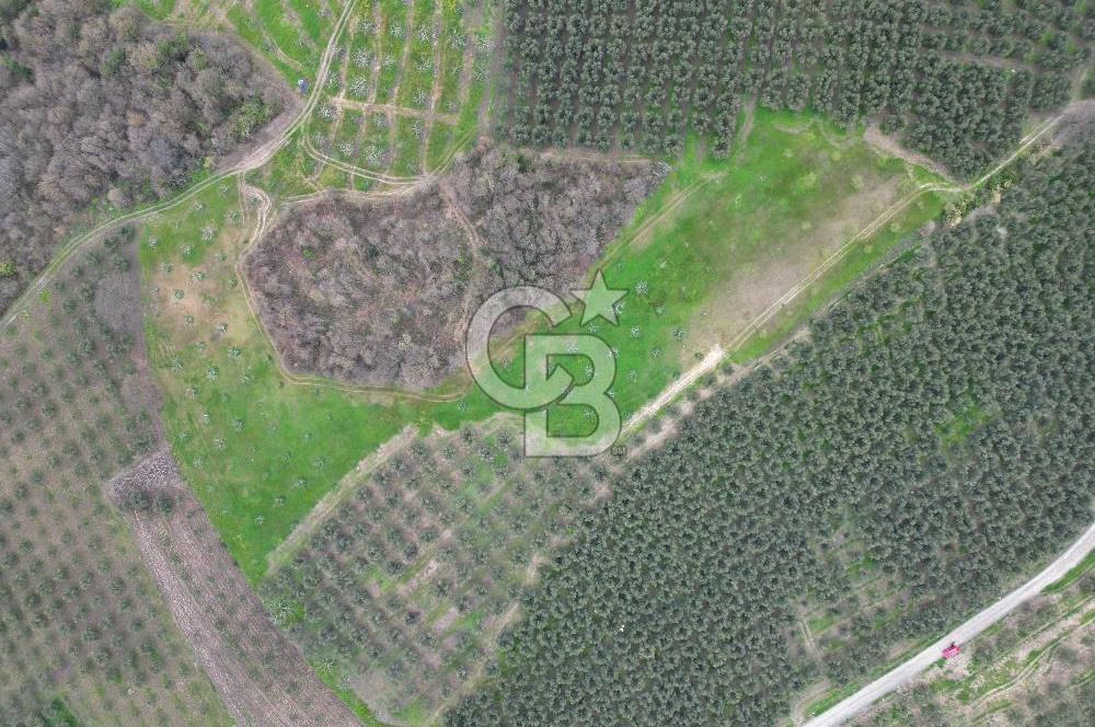 MUDANYA YAMAN MH.'NDE SATILIK 14.885 M2 ZEYTİNLİK