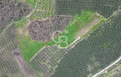 MUDANYA YAMAN MH.'NDE SATILIK 14.885 M2 ZEYTİNLİK