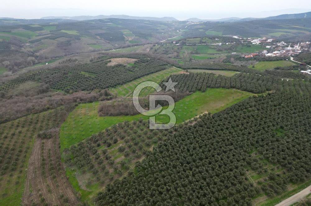 MUDANYA YAMAN MH.'NDE SATILIK 14.885 M2 ZEYTİNLİK