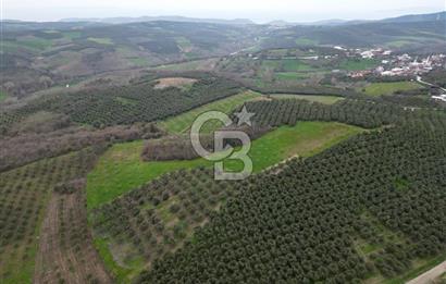 MUDANYA YAMAN MH.'NDE SATILIK 14.885 M2 ZEYTİNLİK