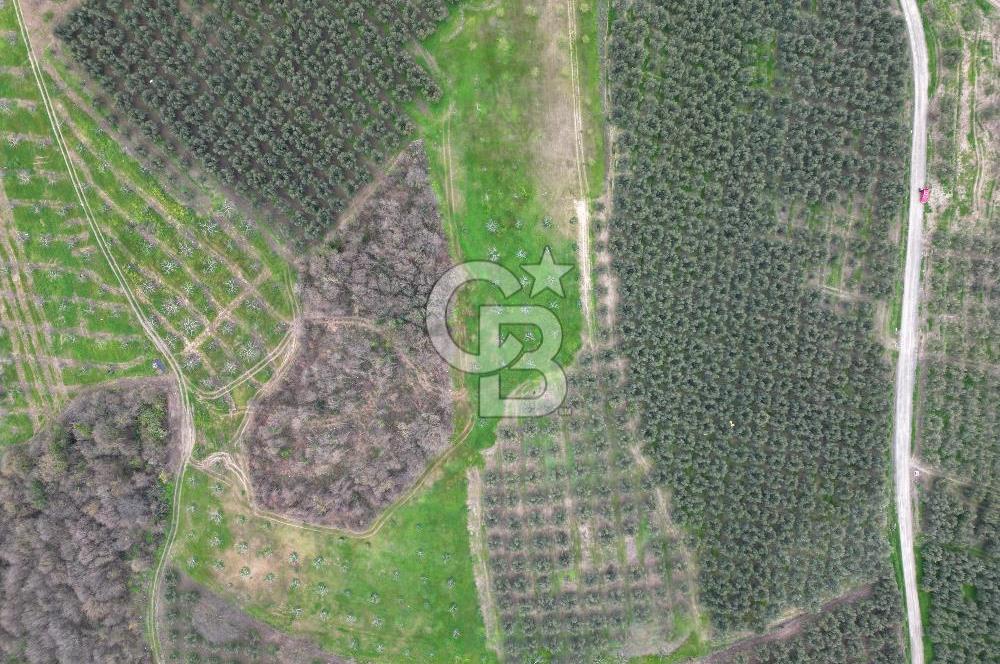 MUDANYA YAMAN MH.'NDE SATILIK 14.885 M2 ZEYTİNLİK