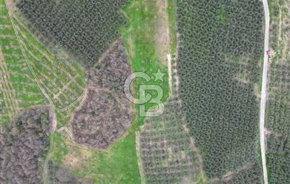 MUDANYA YAMAN MH.'NDE SATILIK 14.885 M2 ZEYTİNLİK