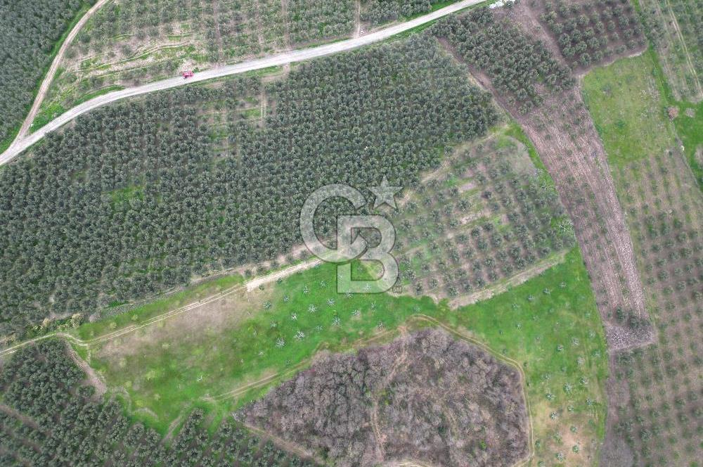 MUDANYA YAMAN MH.'NDE SATILIK 14.885 M2 ZEYTİNLİK