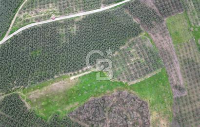 MUDANYA YAMAN MH.'NDE SATILIK 14.885 M2 ZEYTİNLİK