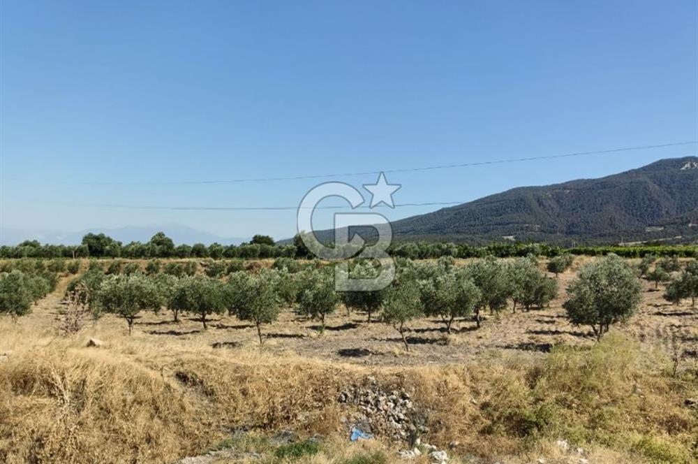 Denizli Buldan Cumhuriyet Mahallesinde Fırsat Ticari İmarlı 115,90 m2 Arsa