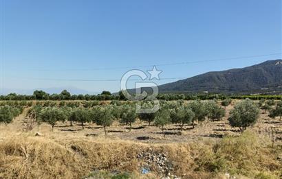 Denizli Buldan Cumhuriyet Mahallesinde Fırsat Ticari İmarlı 115,90 m2 Arsa