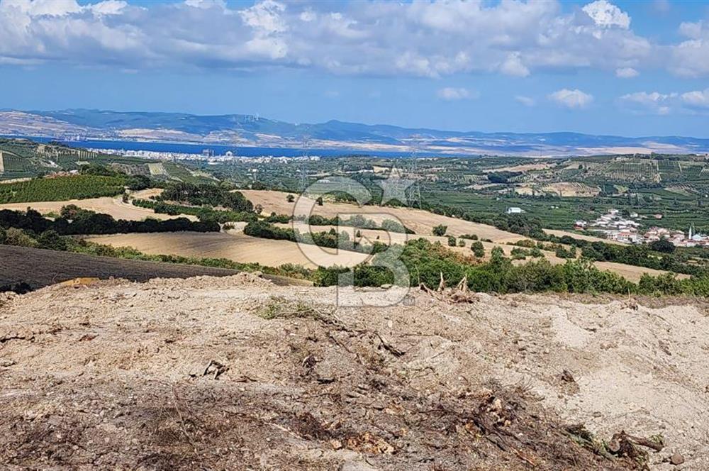 ÇANAKKALE LAPSEKİ YENİCE KÖYÜNDE SATILIK TARLA