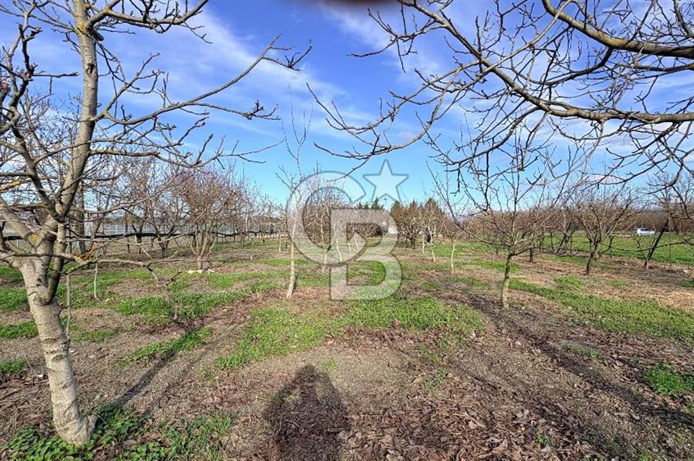 BURSA NİLÜFER KAYAPA İSTİKLALDE 1786 M2 KİRALIK HOBİ BAHÇESİ