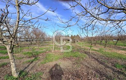 BURSA NİLÜFER KAYAPA İSTİKLALDE 1786 M2 KİRALIK HOBİ BAHÇESİ