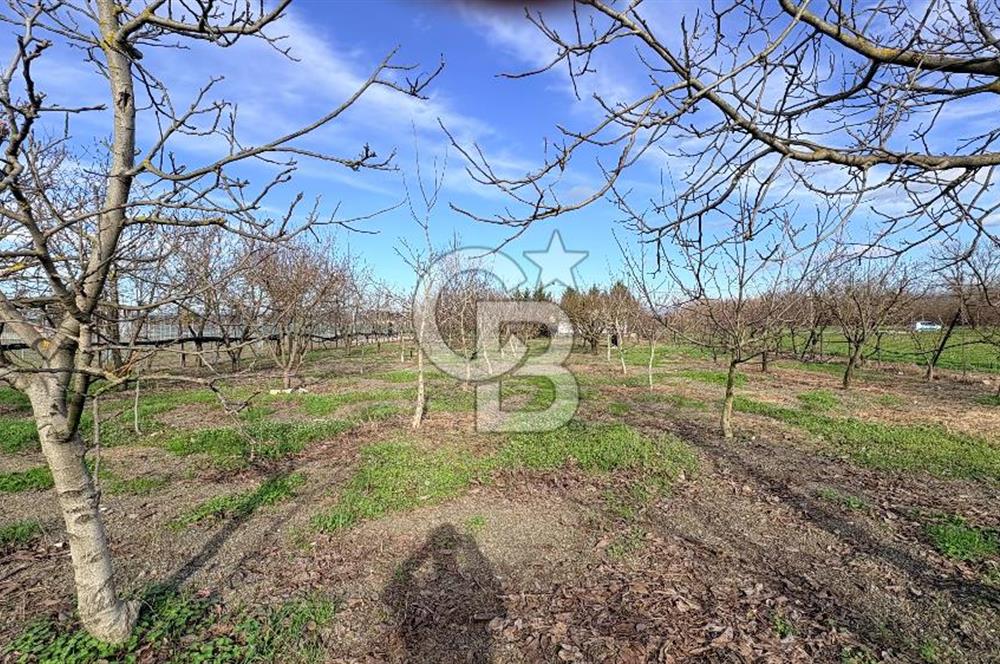 BURSA NİLÜFER KAYAPA İSTİKLALDE 1786 M2 KİRALIK HOBİ BAHÇESİ