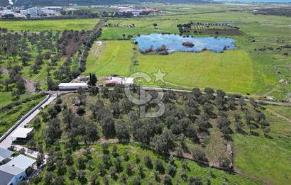 Küçükköyde Müstakil Tapulu Ana Yola Yakın Satılık Zeytinlik