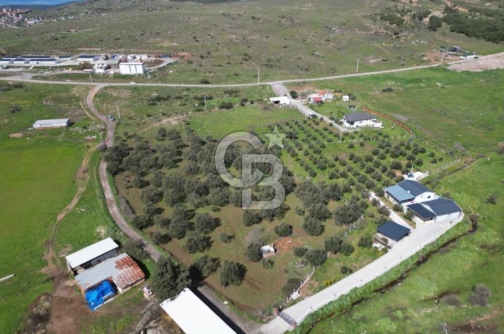 Küçükköyde Müstakil Tapulu Ana Yola Yakın Satılık Zeytinlik