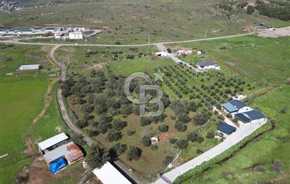 Küçükköyde Müstakil Tapulu Ana Yola Yakın Satılık Zeytinlik