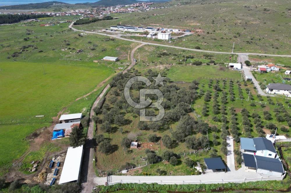 Küçükköyde Müstakil Tapulu Ana Yola Yakın Satılık Zeytinlik