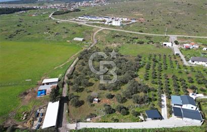 Küçükköyde Müstakil Tapulu Ana Yola Yakın Satılık Zeytinlik