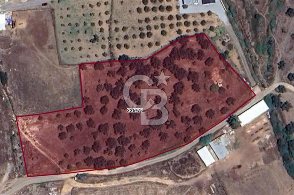 Küçükköyde Müstakil Tapulu Ana Yola Yakın Satılık Zeytinlik