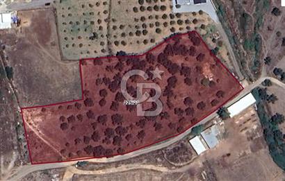 Küçükköyde Müstakil Tapulu Ana Yola Yakın Satılık Zeytinlik