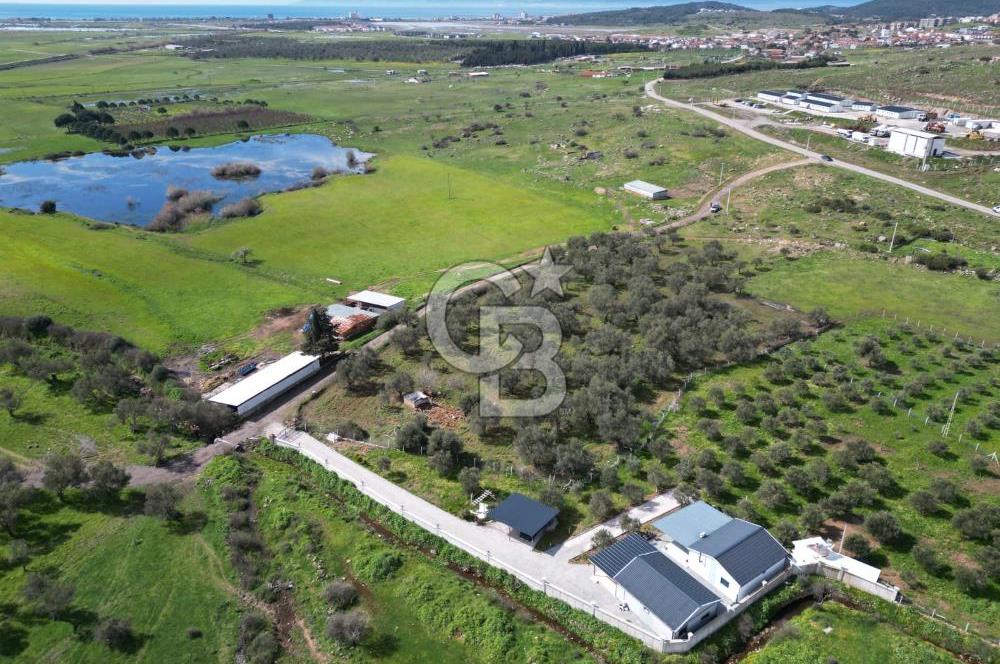 Küçükköyde Müstakil Tapulu Ana Yola Yakın Satılık Zeytinlik