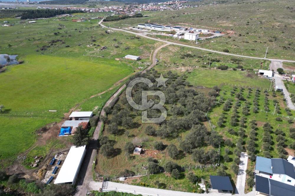 Küçükköyde Müstakil Tapulu Ana Yola Yakın Satılık Zeytinlik