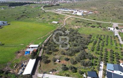 Küçükköyde Müstakil Tapulu Ana Yola Yakın Satılık Zeytinlik