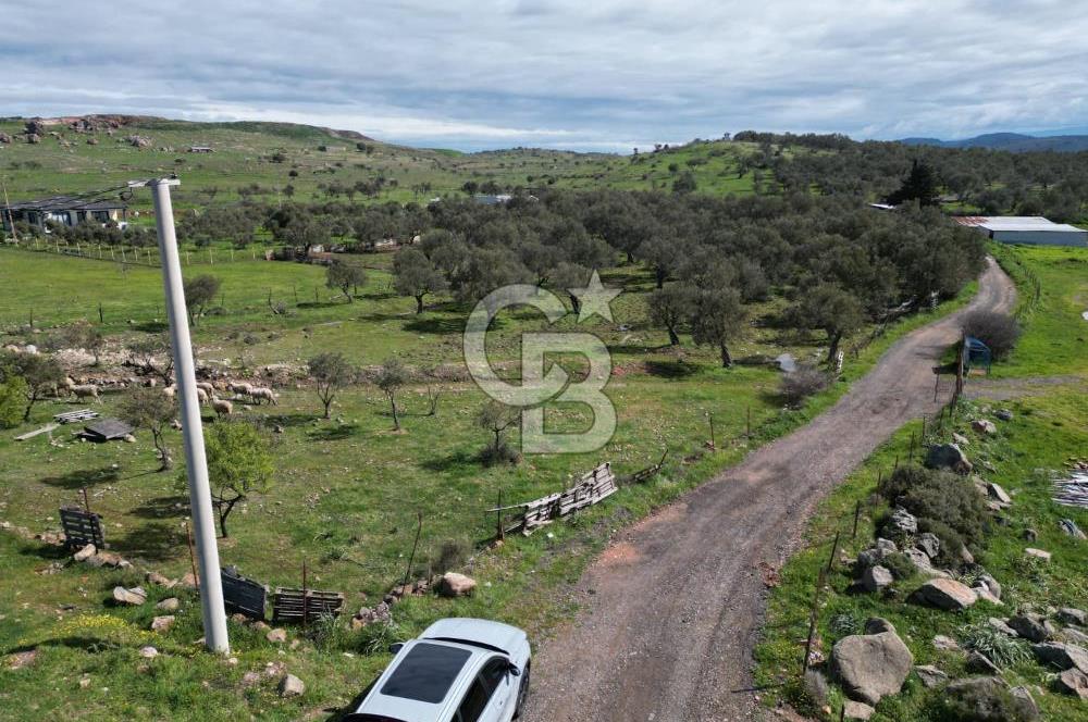 Küçükköyde Müstakil Tapulu Ana Yola Yakın Satılık Zeytinlik