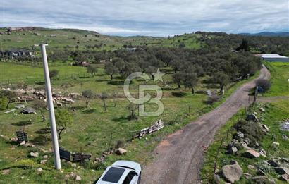 Küçükköyde Müstakil Tapulu Ana Yola Yakın Satılık Zeytinlik