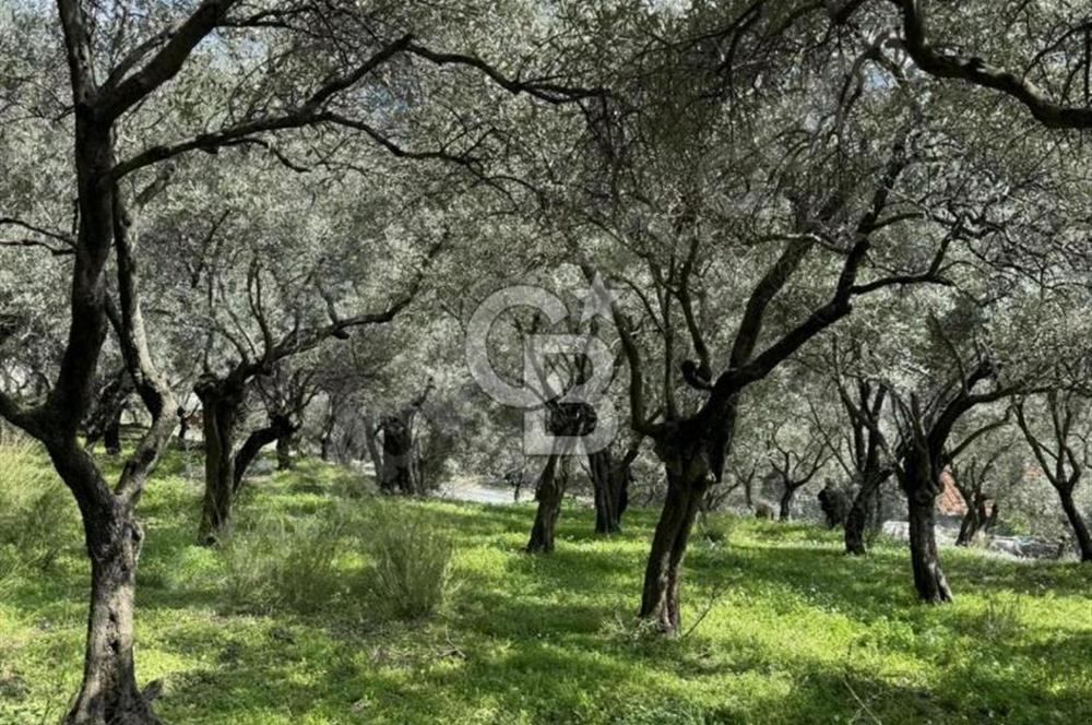 İzmir Bayındır Yola Cepheli Fırsat İmarlı Satılık Arsa