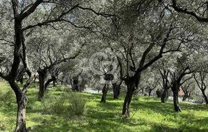 İzmir Bayındır Yola Cepheli Fırsat İmarlı Satılık Arsa