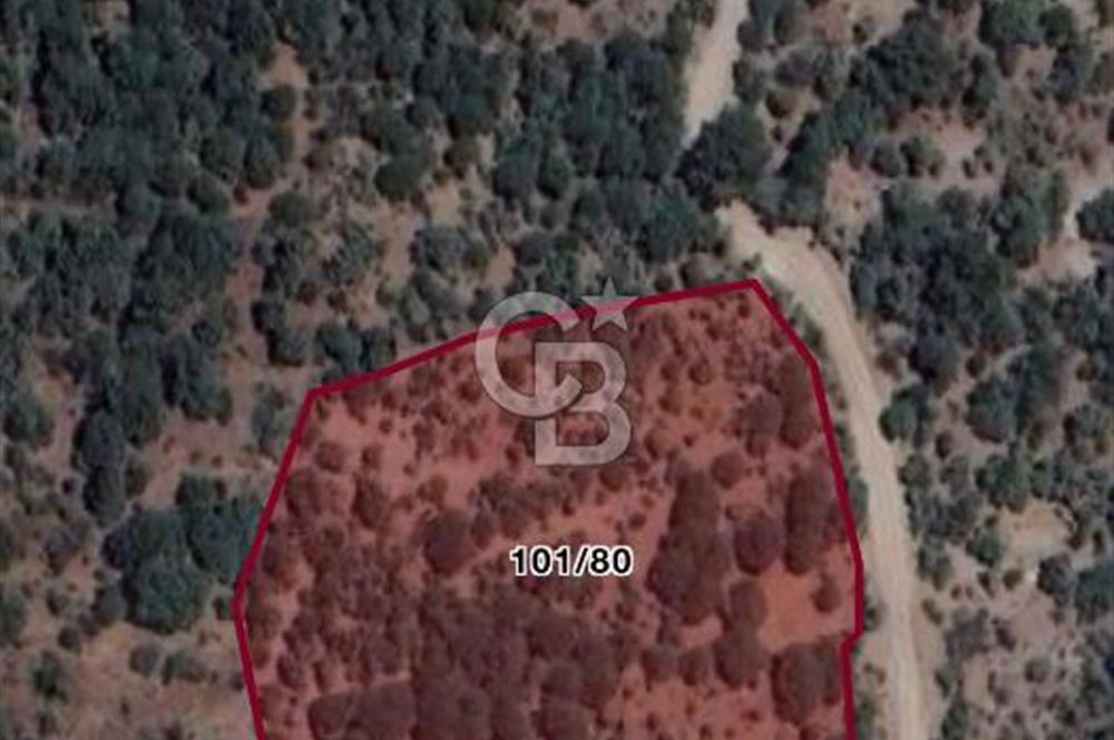 C.B. ROUTE | Dikili Çukuralan'da Doğa ile iç içe Yatırım Fırsatı