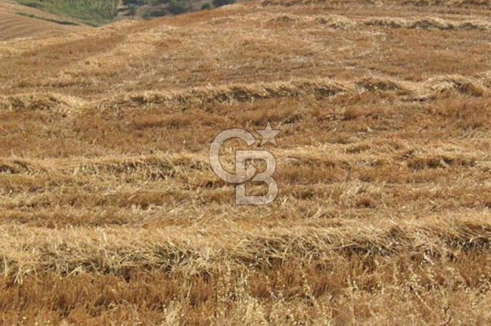 Gelibolu Kavaklıtepede FIRSAT YATIRIMLIK TARLA