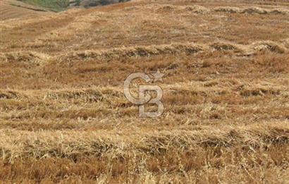 Gelibolu Kavaklıtepede FIRSAT YATIRIMLIK TARLA