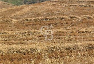 Gelibolu Kavaklıtepede FIRSAT YATIRIMLIK TARLA - 1 - 342731