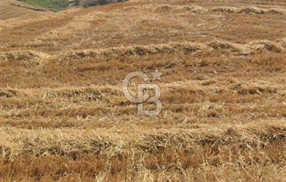 Gelibolu Kavaklıtepede FIRSAT YATIRIMLIK TARLA