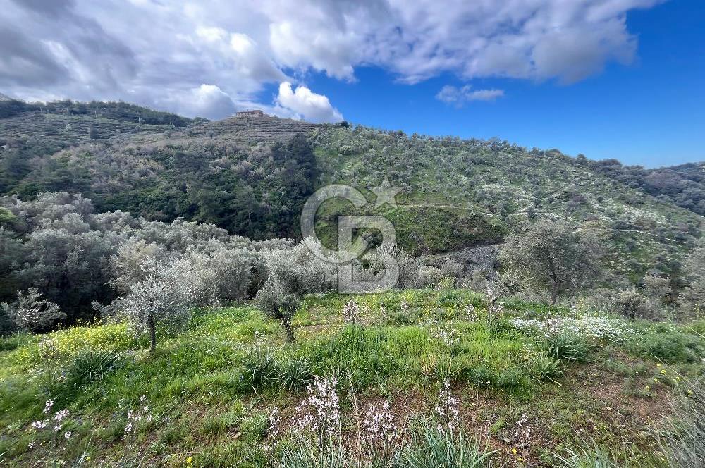 SEFERİHİSAR/GÖDENCE SATILIK ZEYTİNLİK