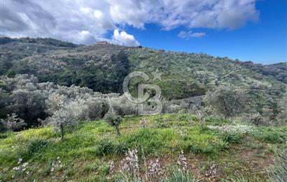 SEFERİHİSAR/GÖDENCE SATILIK ZEYTİNLİK