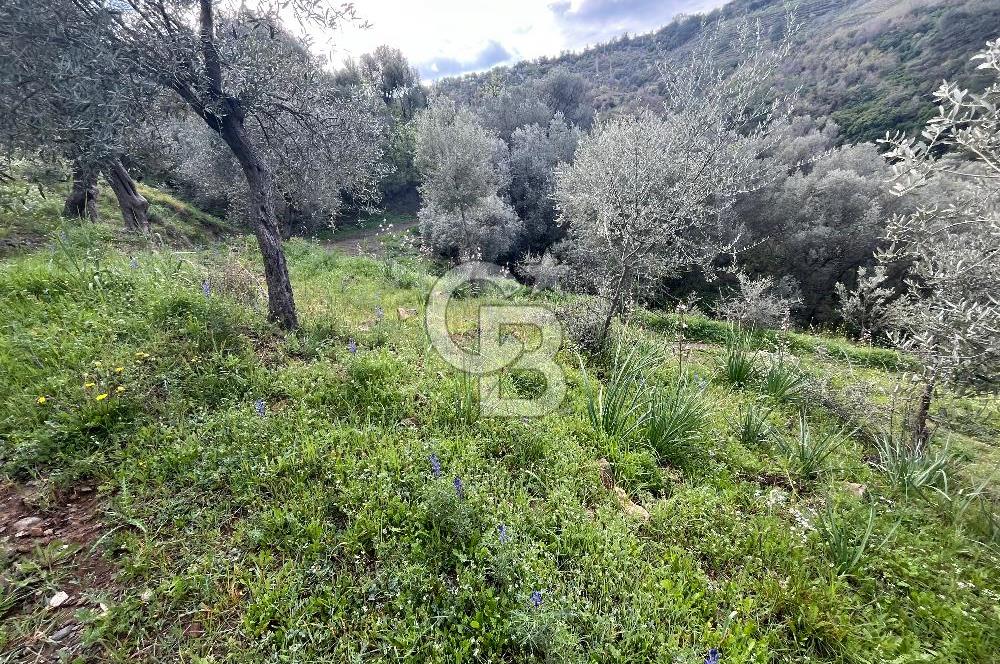 SEFERİHİSAR/GÖDENCE SATILIK ZEYTİNLİK