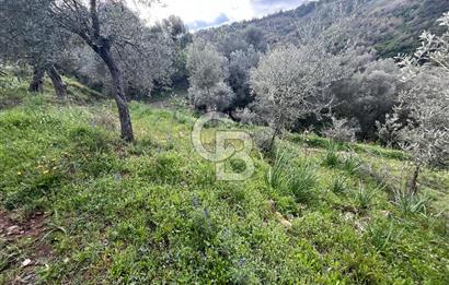 SEFERİHİSAR/GÖDENCE SATILIK ZEYTİNLİK
