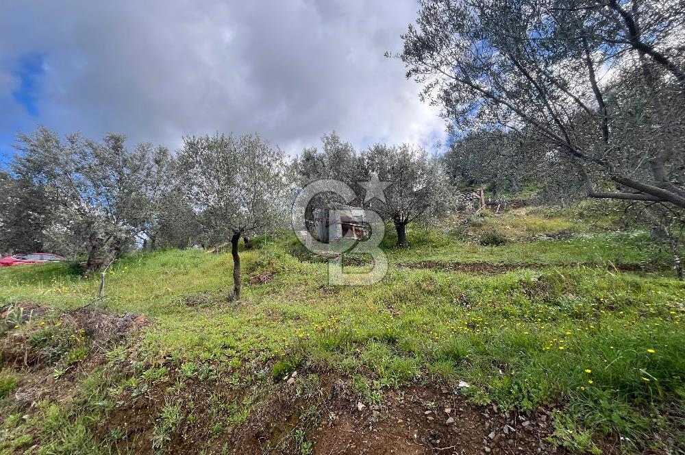 SEFERİHİSAR/GÖDENCE SATILIK ZEYTİNLİK